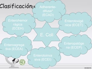 Clasificación[4]

Adherentedifusa*
(ECAD)

Enterohemor
rágica
(ECEH)

Enterotoxigé
nica (ECET)

E. Coli
Enteropatóge
na (ECEP)

Enteroagrega
tiva (ECEA)
Enterotoinva
siva (ECEI)

 