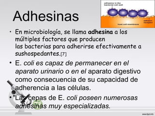 Adhesinas
• En microbiología, se llama adhesina a los
múltiples factores que producen
las bacterias para adherirse efectivamente a
sushospedantes.[7]

• E. coli es capaz de permanecer en el
aparato urinario o en el aparato digestivo
como consecuencia de su capacidad de
adherencia a las células.
• Las cepas de E. coli poseen numerosas
adhesinas muy especializadas.

 