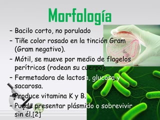 Morfología
– Bacilo corto, no porulado
– Tiñe color rosado en la tinción Gram
(Gram negativo).
– Mótil, se mueve por medio de flagelos
perítricos (rodean su cuerpo).
– Fermetadora de lactosa, glucosa y
sacarosa.
– Produce vitamina K y B.
– Puede presentar plásmido o sobrevivir
sin él.[2]

 