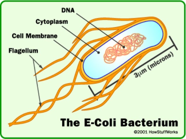 E. Coli (generalidades) -cbr-