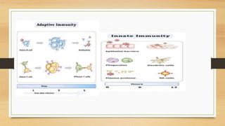 Slides on the Immune System | PPTX