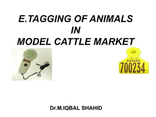 E.TAGGING OF ANIMALS
IN
MODEL CATTLE MARKET
Dr.M.IQBAL SHAHID
 
