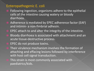 Enteropathogenic E. coli
 Following ingestion, organisms adhere to the epithelial
cells of the intestine causing watery or bloody
diarrhoea.
 Adherence is mediated by EPEC adherence factor (EAF)
and intimin- a non-fimbrial adhesin.
 EPEC attach to and alter the integrity of the intestine.
 Bloody diarrhoea is associated with attachment and an
acute tissue-destructive process.
 EPEC do not produce toxins.
 Their virulence mechanism involves the formation of
attaching and effacing lesions followed by interference
with host cell signal transduction.
 This strain is most commonly associated with
paediatrics/kids.
 