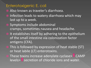 Enterotoxigenic E. coli
 Also known as traveler’s diarrhoea.
 Infection leads to watery diarrhoea which may
last up to a week.
 Symptoms include abdominal
cramps, sometimes nausea and headache.
 It establishes itself by adhering to the epithelium
of the small intestine via colonization factor
antigens (CFA).
 This is followed by expression of heat stable (ST)
or heat labile (LT) enterotoxins.
 These toxins increase adenylate cyclase> CAMP
levels> secretion of chloride ions and water.
 