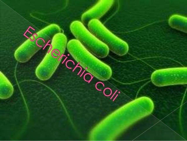 Αποτέλεσμα εικόνας για Escherichia coli