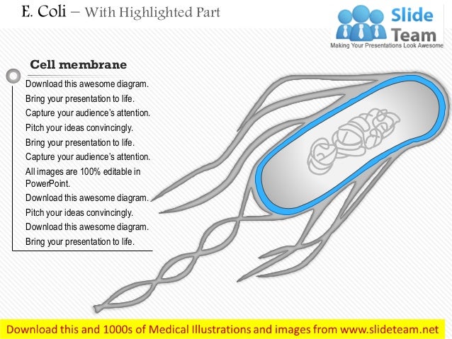 E Coli Medical Images For Power Point E Coli Medical Images For Power Point