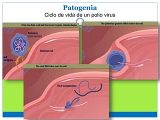 Patogenia
Ciclo de vida de un polio virus
 