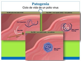 Patogenia
Ciclo de vida de un polio virus
 