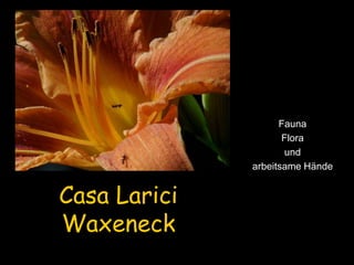Casa Larici 
Waxeneck 
Fauna 
Flora 
und 
arbeitsame Hände 
 