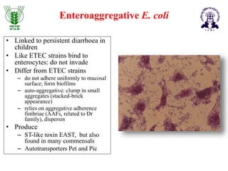 Eca Coliform Understanding Colloquial laboratory workhorse: Escherichia coli | PPTX