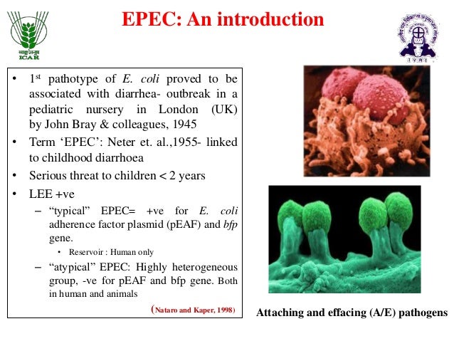 Understanding Colloquial Laboratory Workhorse Escherichia Coli
