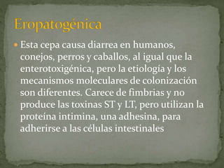  Esta cepa causa diarrea en humanos, 
conejos, perros y caballos, al igual que la 
enterotoxigénica, pero la etiología y los 
mecanismos moleculares de colonización 
son diferentes. Carece de fimbrias y no 
produce las toxinas ST y LT, pero utilizan la 
proteína intimina, una adhesina, para 
adherirse a las células intestinales 
 