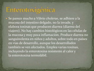  Se parece mucho a Vibrio cholerae, se adhiere a la 
mucosa del intestino delgado, no la invade, y 
elabora toxinas que producen diarrea (diarrea del 
viajero). No hay cambios histológicos en las células de 
la mucosa y muy poca inflamación. Produce diarrea no 
sanguinolenta en niños y adultos, sobre todo en países 
en vías de desarrollo, aunque los desarrollados 
también se ven afectados. Emplea varias toxinas, 
incluyendo la enterotoxina resistente al calor y 
la enterotoxina termolábil. 
 
