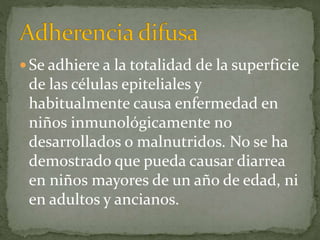  Se adhiere a la totalidad de la superficie 
de las células epiteliales y 
habitualmente causa enfermedad en 
niños inmunológicamente no 
desarrollados o malnutridos. No se ha 
demostrado que pueda causar diarrea 
en niños mayores de un año de edad, ni 
en adultos y ancianos. 
 