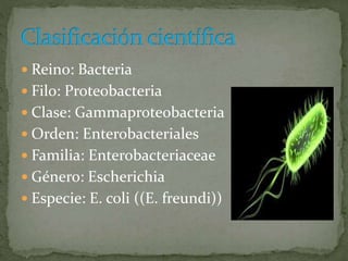  Reino: Bacteria 
 Filo: Proteobacteria 
 Clase: Gammaproteobacteria 
 Orden: Enterobacteriales 
 Familia: Enterobacteriaceae 
 Género: Escherichia 
 Especie: E. coli ((E. freundi)) 
 