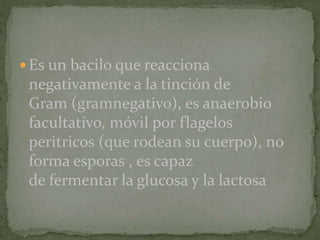  Es un bacilo que reacciona 
negativamente a la tinción de 
Gram (gramnegativo), es anaerobio 
facultativo, móvil por flagelos 
peritricos (que rodean su cuerpo), no 
forma esporas , es capaz 
de fermentar la glucosa y la lactosa 
 