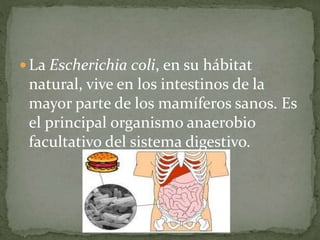 La Escherichia coli, en su hábitat 
natural, vive en los intestinos de la 
mayor parte de los mamíferos sanos. Es 
el principal organismo anaerobio 
facultativo del sistema digestivo. 
 