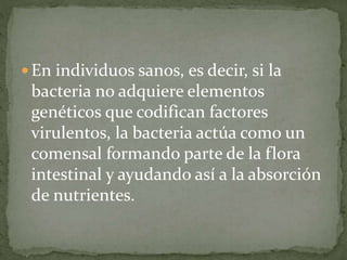 En individuos sanos, es decir, si la 
bacteria no adquiere elementos 
genéticos que codifican factores 
virulentos, la bacteria actúa como un 
comensal formando parte de la flora 
intestinal y ayudando así a la absorción 
de nutrientes. 
 