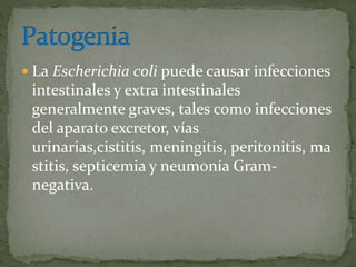  La Escherichia coli puede causar infecciones 
intestinales y extra intestinales 
generalmente graves, tales como infecciones 
del aparato excretor, vías 
urinarias,cistitis, meningitis, peritonitis, ma 
stitis, septicemia y neumonía Gram-negativa. 
 