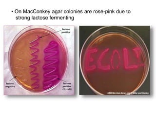 • On MacConkey agar colonies are rose-pink due to
strong lactose fermenting
 