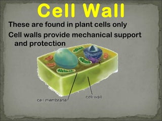 Cell Wall
These are found in plant cells only
Cell walls provide mechanical support
and protection
 