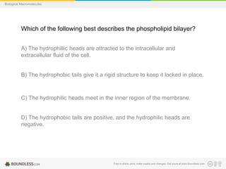 Free to share, print, make copies and changes. Get yours at www.boundless.com
Biological Macromolecules
Which of the following best describes the phospholipid bilayer?
A) The hydrophillic heads are attracted to the intracellular and
extracellular fluid of the cell.
B) The hydrophobic tails give it a rigid structure to keep it locked in place.
C) The hydrophilic heads meet in the inner region of the membrane.
D) The hydrophobic tails are positive, and the hydrophilic heads are
negative.
 