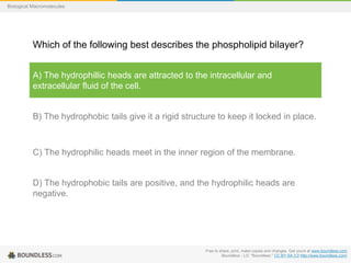Free to share, print, make copies and changes. Get yours at www.boundless.com
Boundless - LO. "Boundless." CC BY-SA 3.0 http://www.boundless.com/
Biological Macromolecules
Which of the following best describes the phospholipid bilayer?
A) The hydrophillic heads are attracted to the intracellular and
extracellular fluid of the cell.
B) The hydrophobic tails give it a rigid structure to keep it locked in place.
C) The hydrophilic heads meet in the inner region of the membrane.
D) The hydrophobic tails are positive, and the hydrophilic heads are
negative.
 