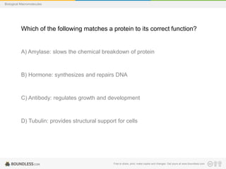 Free to share, print, make copies and changes. Get yours at www.boundless.com
Biological Macromolecules
Which of the following matches a protein to its correct function?
A) Amylase: slows the chemical breakdown of protein
B) Hormone: synthesizes and repairs DNA
C) Antibody: regulates growth and development
D) Tubulin: provides structural support for cells
 