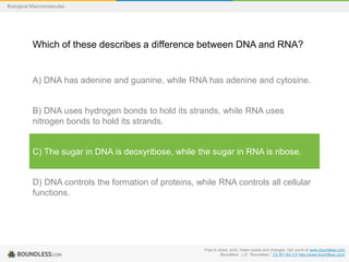 Free to share, print, make copies and changes. Get yours at www.boundless.com
Boundless - LO. "Boundless." CC BY-SA 3.0 http://www.boundless.com/
Biological Macromolecules
Which of these describes a difference between DNA and RNA?
A) DNA has adenine and guanine, while RNA has adenine and cytosine.
B) DNA uses hydrogen bonds to hold its strands, while RNA uses
nitrogen bonds to hold its strands.
C) The sugar in DNA is deoxyribose, while the sugar in RNA is ribose.
D) DNA controls the formation of proteins, while RNA controls all cellular
functions.
 