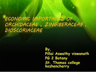 ECONOMIC IMPORTANCE OF
ORCHIDACEAE , ZINGIBERACEAE ,
DIOSCORIACEAE
By,
Pillai Aswathy viswanath
PG 2 Botany
St. Thomas college
kozhencherry
 