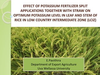EFFECT OF POTASSIUM FERTILIZER SPLIT
APPLICATIONS TOGETHER WITH STRAW ON
OPTIMUM POTASSIUM LEVEL IN LEAF AND STEM OF
RICE IN LOW COUNTRY INTERMEDIATE ZONE (LCIZ)
 