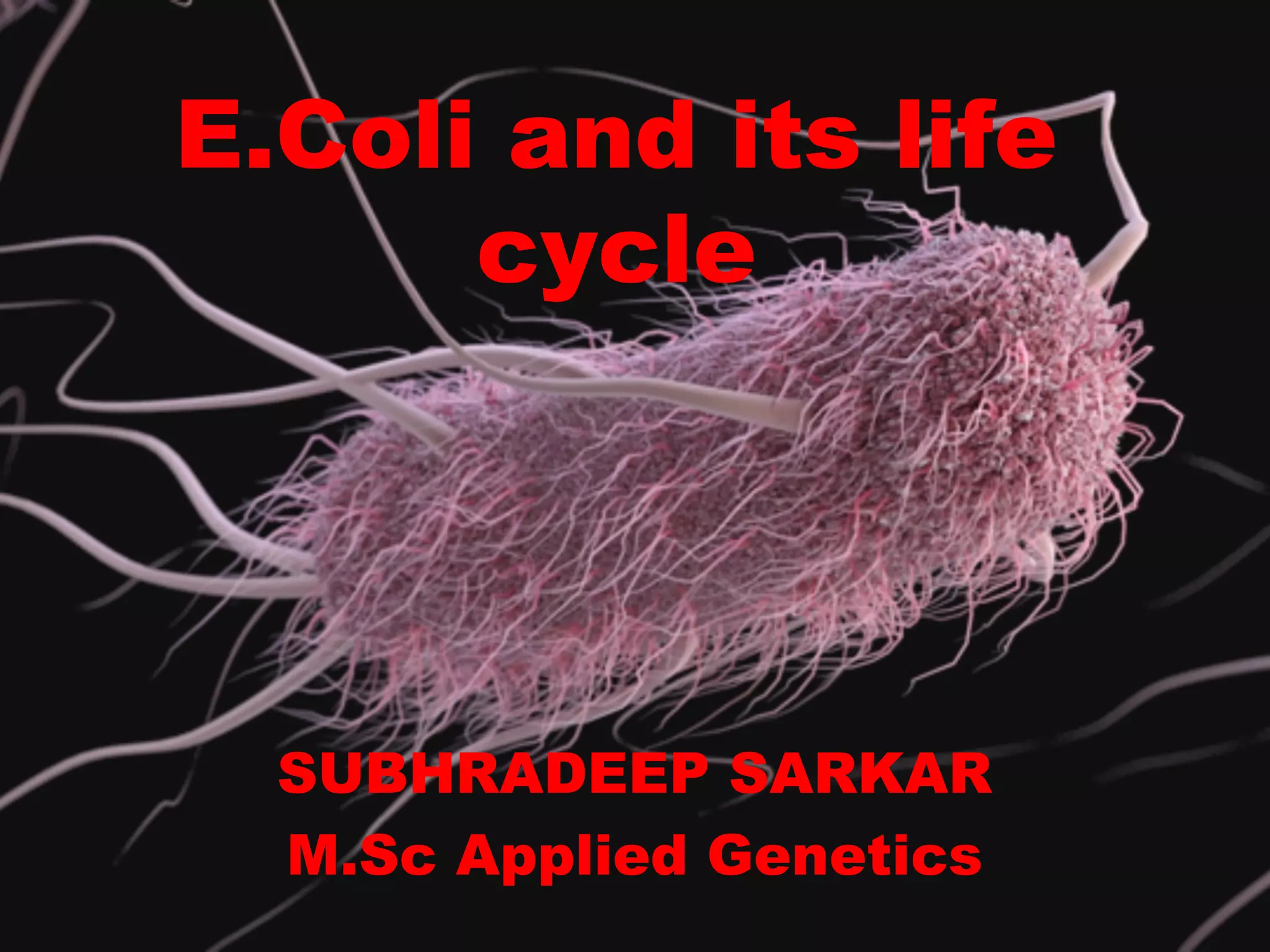 Cell Division Cycle In E Coli Ppt