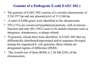 Genome of a Pathogenic E.coli( EAEC 042 )
• The genome of EAEC 042 consists of a circular chromosome of
5,241,977 bp and one plasmid pAA of 113,346 bp.
• .A total of 4,886 genes were identified in the chromosome
• 556 (11%) are conserved hypothetical proteins, with no known
function and only 481 (10%) seem to be mobile elements such as
integrases, transposases, or phage related.
• 78 genomic islands have been identified in EAEC 042 that are
differentially distributed/represented and/or sequence diverged
among the sequenced E. coli genomes, these islands are
designated regions of difference (ROD) .
• The overall size of these RODs is 1.26 Mb (24% of the
chromosome).
 