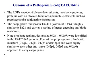 Genome of a Pathogenic E.coli( EAEC 042 )
• The RODs encode virulence determinants, metabolic proteins,
proteins with no obvious functions and mobile elements such as
prophage and a conjugative transposon.
• The conjugative transposon Tn2411 (within ROD66) is highly
similar to Tn21 and carries a variety of genes encoding antibiotic
resistance .
• Nine prophage regions, designated 042p1–042p9, were identified
in the EAEC 042 genome .Four of the prophage were lambdoid
in nature (042p2, 042p3, 042p4 and 042p6) and were highly
similar to each other and three (042p1, 042p3 and 042p6)
appeared to carry cargo genes .
•
 