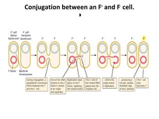 Conjugation between an F+
and F-
cell.
◗
 