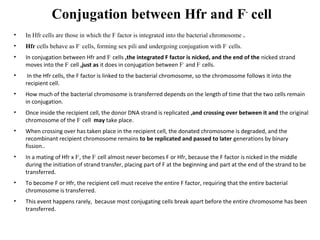 Conjugation between Hfr and F-
cell
• In Hfr cells are those in which the F factor is integrated into the bacterial chromosome .
• Hfr cells behave as F+
cells, forming sex pili and undergoing conjugation with F-
cells.
• In conjugation between Hfr and F-
cells ,the integrated F factor is nicked, and the end of the nicked strand
moves into the F-
cell ,just as it does in conjugation between F+
and F-
cells.
• In the Hfr cells, the F factor is linked to the bacterial chromosome, so the chromosome follows it into the
recipient cell.
• How much of the bacterial chromosome is transferred depends on the length of time that the two cells remain
in conjugation.
• Once inside the recipient cell, the donor DNA strand is replicated ,and crossing over between it and the original
chromosome of the F-
cell may take place.
• When crossing over has taken place in the recipient cell, the donated chromosome is degraded, and the
recombinant recipient chromosome remains to be replicated and passed to later generations by binary
fission..
• In a mating of Hfr x F-
, the F-
cell almost never becomes F or Hfr, because the F factor is nicked in the middle
during the initiation of strand transfer, placing part of F at the beginning and part at the end of the strand to be
transferred.
• To become F or Hfr, the recipient cell must receive the entire F factor, requiring that the entire bacterial
chromosome is transferred.
• This event happens rarely, because most conjugating cells break apart before the entire chromosome has been
transferred.
 