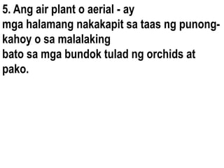 5. Ang air plant o aerial - ay
mga halamang nakakapit sa taas ng punong-
kahoy o sa malalaking
bato sa mga bundok tulad ng orchids at
pako.
 