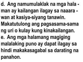 d. Ang namumulaklak na mga hala -
man ay kailangan ilagay sa naaara -
wan at kasiya-siyang tanawin.
Makatutulong ang pagsasama-sama
ng uri o kulay kung kinakailangan.
e. Ang mga halamang magiging
malalaking puno ay dapat ilagay sa
hindi makakasagabal sa darating na
panahon.
 
