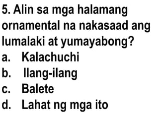 5. Alin sa mga halamang
ornamental na nakasaad ang
lumalaki at yumayabong?
a. Kalachuchi
b. Ilang-ilang
c. Balete
d. Lahat ng mga ito
 