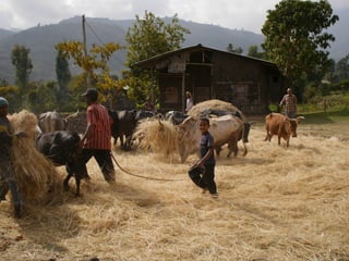 Measuring Labor Productivity for Rural Workers (Ellen McCullough, Uni Georgia)