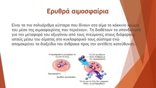 Ερυθρά αιμοσφαίρια
Είναι τα πιο πολυάριθμα κύτταρα που δίνουν στο αίμα το κόκκινο χρώμα
του μέσο της αιμοσφαιρίνης που περιέχουν. Τη διαθέτουν τα σπονδυλωτά
για την μεταφορά του οξυγόνου από τους πνεύμονες στους διάφορους
ιστούς μέσω του αίματος στο κυκλοφορικό τους σύστημα ενώ
απομακρύνει το διοξείδιο του άνθρακα προς την αντίθετη κατεύθυνση.
 