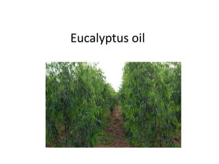 Eucalyptus oil
 