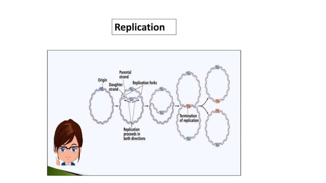 E.coli replication | PPTX | Biological Sciences | Science