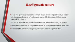 E.coli growth culture
• They can grow in even simple nutrient media containing only salts, a source
of nitrogen and source of carbon and energy. Division time (40 minutes)
normal 20 minutes.
• From the bacterial colony the mutants can be selected and analyzed easily.
• Biosynthetic reaction in simple media aids in study of biochemical path ways.
• E.coli in McConkey media gives pink color since it digests lactose.
 