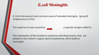 E.coli Meningitis
E. Coli is the second most common cause of neonatal meningitis (group B
streptococcus is first).
The majority of cases caused by a capsular antigen called K1.
The colonization of the newborn's intestines with these strains, that are
present in the mother's vagina, lead to bacteremia, which leads to
meningitis.
 