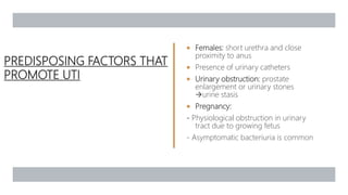 PREDISPOSING FACTORS THAT
PROMOTE UTI
 Females: short urethra and close
proximity to anus
 Presence of urinary catheters
 ™Urinary obstruction: prostate
enlargement or urinary stones
urine stasis
 Pregnancy:
- Physiological obstruction in urinary
tract due to growing fetus
- Asymptomatic bacteriuria is common
 