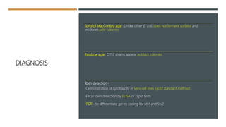 DIAGNOSIS
Sorbitol MacConkey agar: Unlike other E. coli, does not ferment sorbitol and
produces pale colonies
Rainbow agar: O157 strains appear as black colonies
Toxin detection:-
-Demonstration of cytotoxicity in Vero cell lines (gold standard method)
-Fecal toxin detection by ELISA or rapid tests
-PCR - to differentiate genes coding for Stx1 and Stx2
 