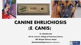 CANINE EHRLICHIOSIS
(E. CANIS)
Dr. Jibachha Sah
M.V.Sc, Lecturer, College of Veterinary Science,
NPI, Bhojad, Chitwan, Nepal
jibachhashah@gmil.com,00977-9845024121
 