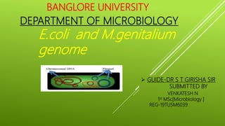 DEPARTMENT OF MICROBIOLOGY
E.coli and M.genitalium
genome
 GUIDE-DR S T GIRISHA SIR
SUBMITTED BY
VENKATESH N
1st MSc[Microbiology ]
REG-19TUSM6039
BANGLORE UNIVERSITY
 