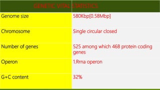 E.coli and m.genitalium genome copy | PPTX